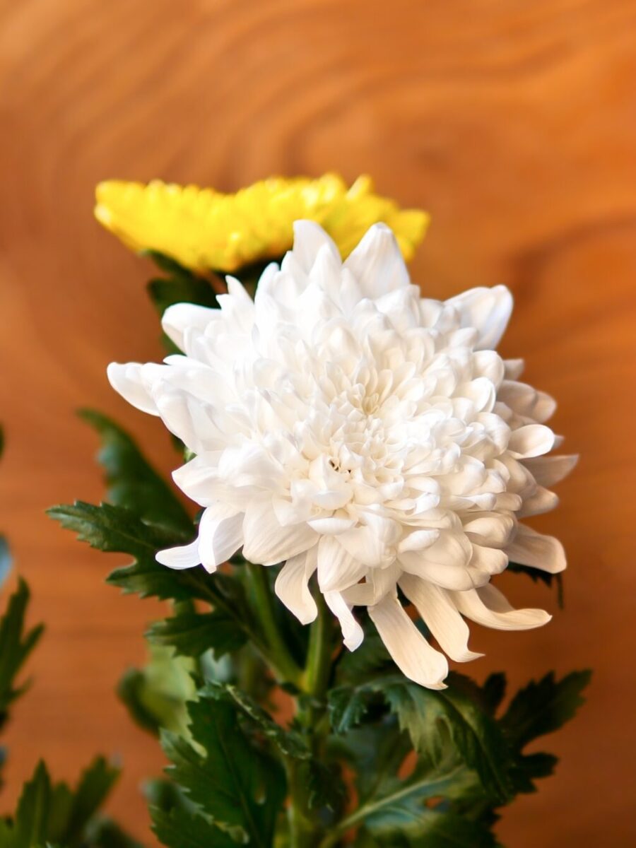 Selective,Focused,Photo,Ofchrysanthemum,Flowers,On,Wooden,Background